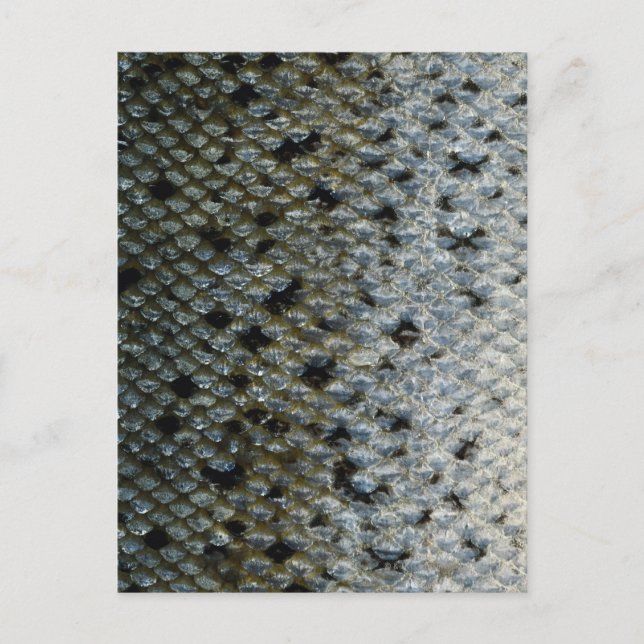 Fiskskala 2 vykort (Framsida)