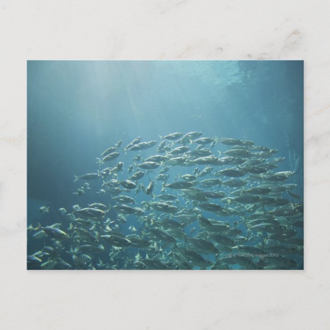 Fiskskola, Nassau, Bahamas Vykort (Framsida)