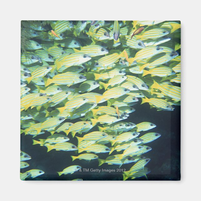 Fiskskolan Magnet (Framsidan)