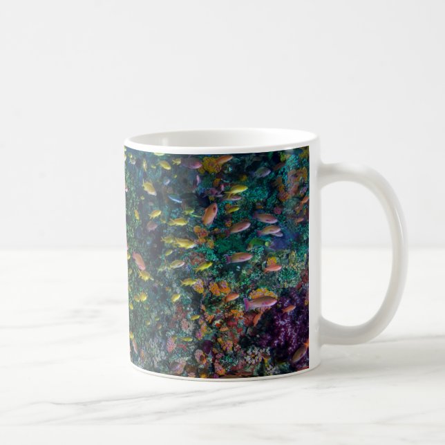 Fiskstim simmar i revet kaffemugg (Höger)