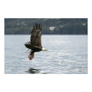 Fiskupphämtning i örn fototryck