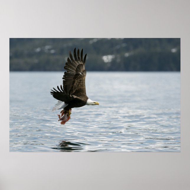 Fiskupphämtning i örn poster (Framsidan)