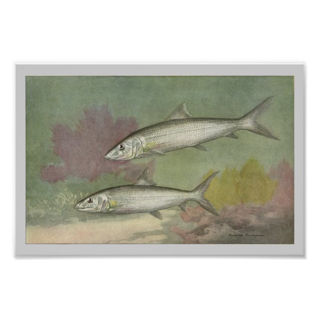 Fiskutskrift för benfisk-Vintage Fototryck (Framsidan)