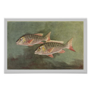 Fiskutskrift i Mutton Fish Vintage Fototryck