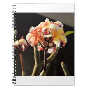 Fitna (Frangipani) Anteckningsbok