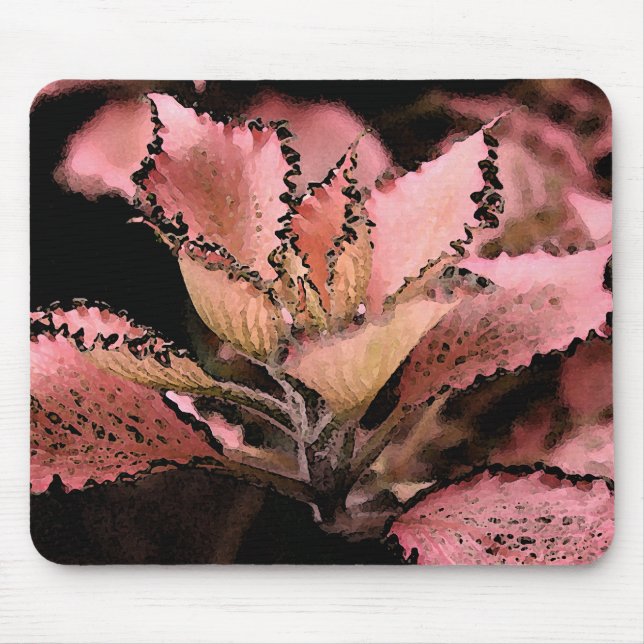Fittonia argynoneura 'rosa Star Musmatta (Framsidan)