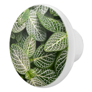 Fittonia Mosaic Plant med Variegated Löv Knopp