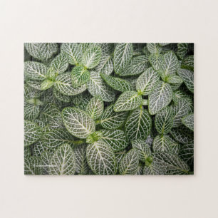 Fittonia Mosaic Plant med Variegated Löv Pussel