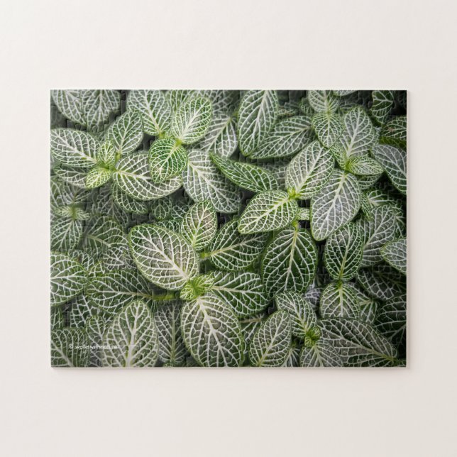 Fittonia Mosaic Plant med Variegated Löv Pussel (Horisontell)