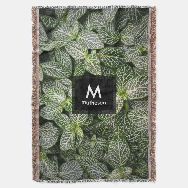 Fittonia Mosaicväxt med brokiga blad Filt (Framsidan Vertikal)