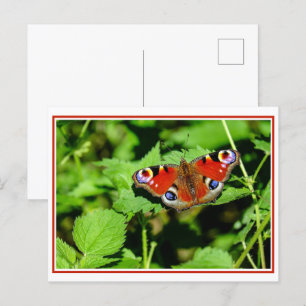 Fjacock Butterfly-vykort Vykort