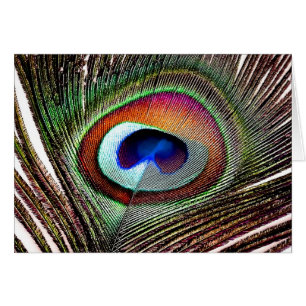 Fjäder av färgad kopparpeacock hälsningskort