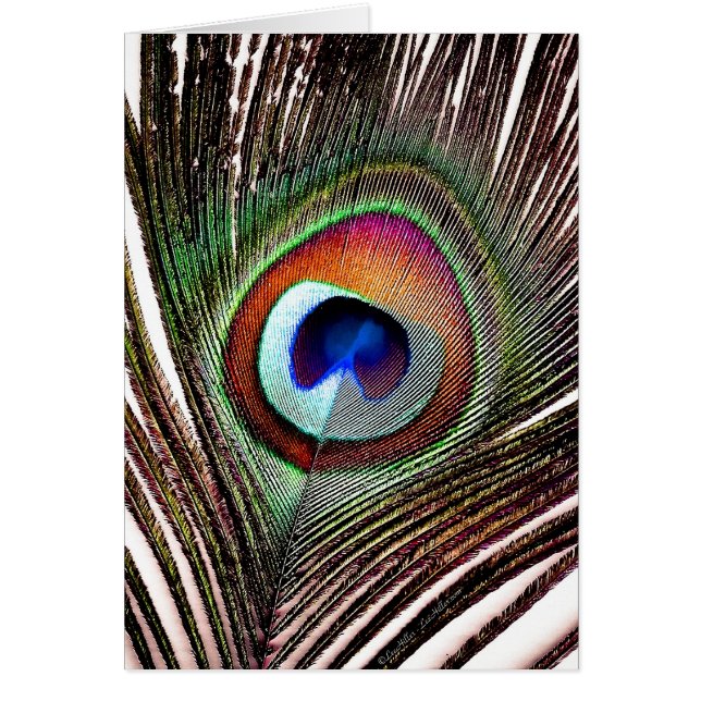 Fjäder av färgad kopparpeacock hälsningskort (Framsidan)