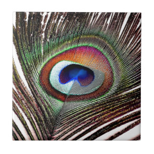 Fjäder av färgad kopparpeacock kakelplatta