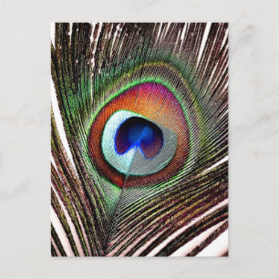 Fjäder av färgad kopparpeacock vykort
