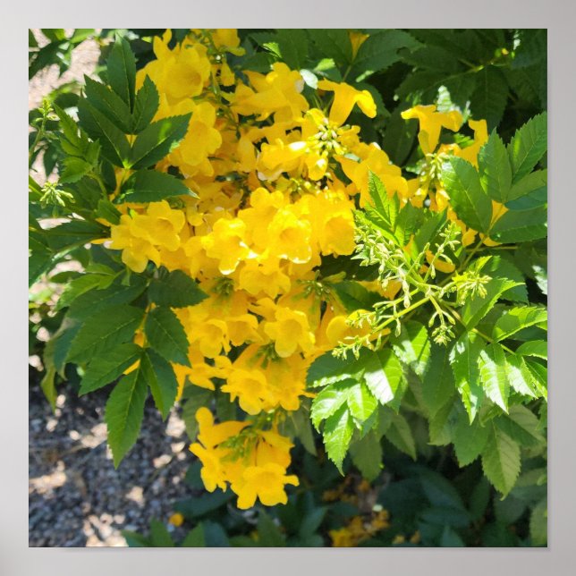 Fjäder av paradise Flower Photo Poster (Framsidan)