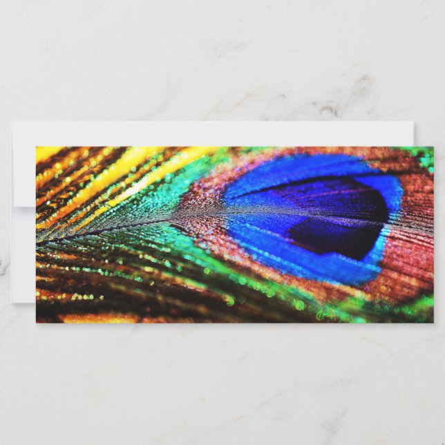 Fjäder av Shirley Taylor (Framsida)