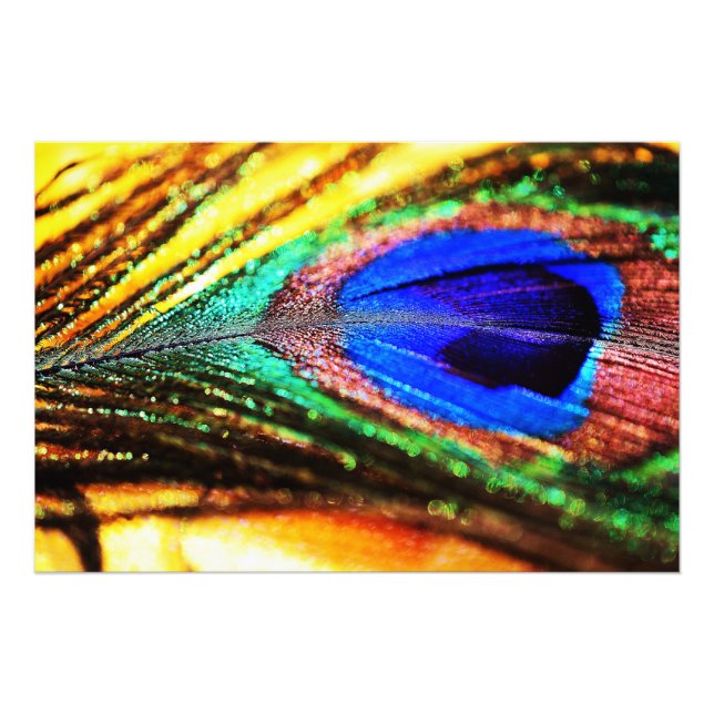 Fjäder av Shirley Taylor Fototryck (Framsidan)