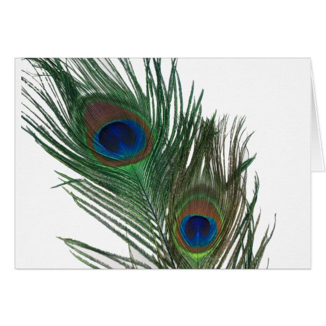 Fjäder av vit peacock hälsningskort (Framsidan Horizontal)