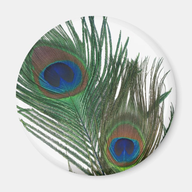 Fjäder av vit peacock magnet (Framsidan)