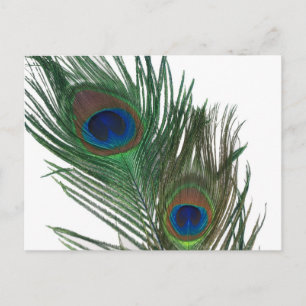 Fjäder av vit peacock vykort