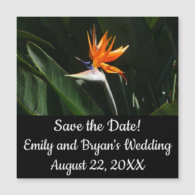 Fjäder från Paradise Orange Tropical Flower (Framsida)