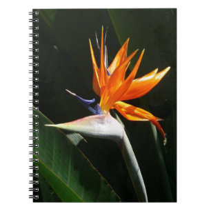 Fjäder från Paradise Orange Tropical Flower Anteckningsbok Med Spiral