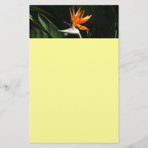 Fjäder från Paradise Orange Tropical Flower Brevpapper