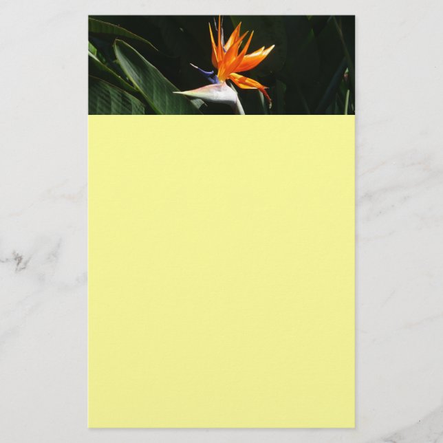 Fjäder från Paradise Orange Tropical Flower Brevpapper (Framsida)