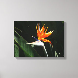 Fjäder från Paradise Orange Tropical Flower Canvastryck