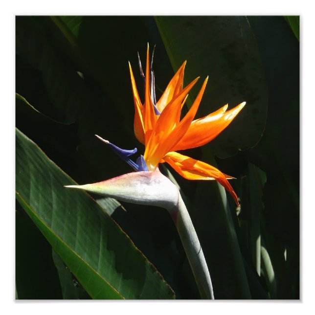 Fjäder från Paradise Orange Tropical Flower Fototryck (Framsidan)