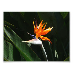 Fjäder från Paradise Orange Tropical Flower Fototryck