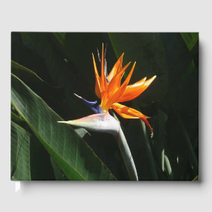 Fjäder från Paradise Orange Tropical Flower Gästböcker