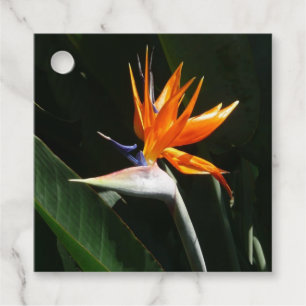 Fjäder från Paradise Orange Tropical Flower Gåvor Etiketter