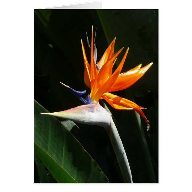 Fjäder från Paradise Orange Tropical Flower Hälsningskort (Framsidan)