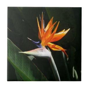 Fjäder från Paradise Orange Tropical Flower Kakelplatta