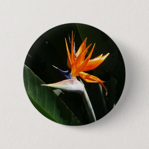 Fjäder från Paradise Orange Tropical Flower Knapp