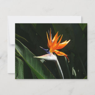 Fjäder från Paradise Orange Tropical Flower Kort