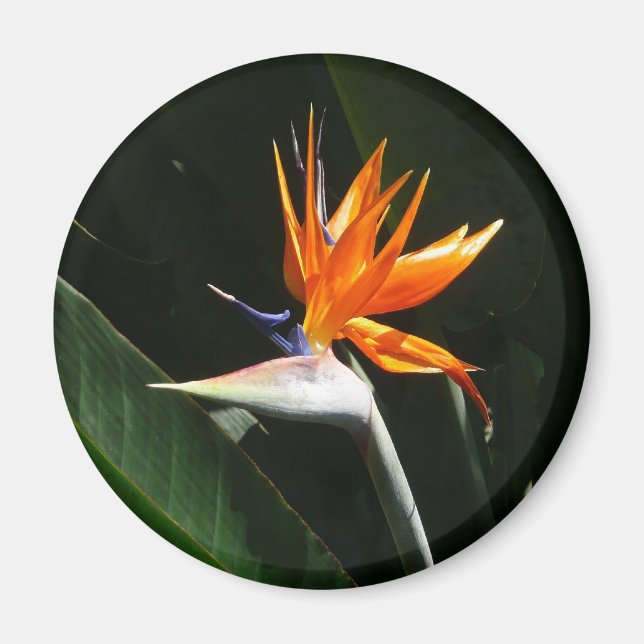 Fjäder från Paradise Orange Tropical Flower Magnet (Framsidan)