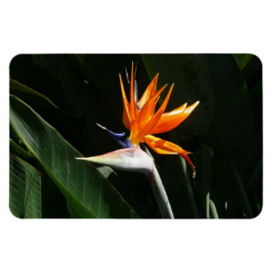 Fjäder från Paradise Orange Tropical Flower Magnet