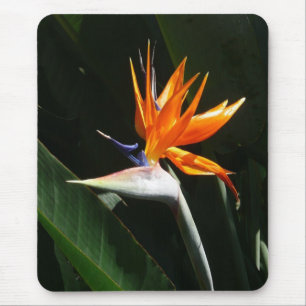 Fjäder från Paradise Orange Tropical Flower Musmatta