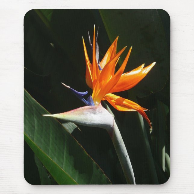 Fjäder från Paradise Orange Tropical Flower Musmatta (Framsidan)