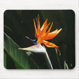 Fjäder från Paradise Orange Tropical Flower Musmatta