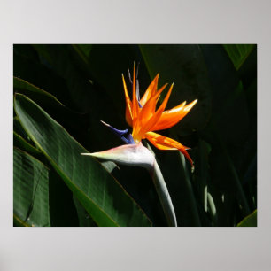 Fjäder från Paradise Orange Tropical Flower Poster