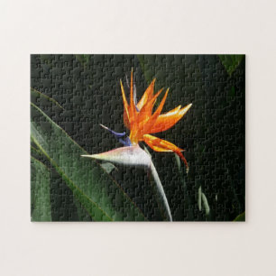 Fjäder från Paradise Orange Tropical Flower Pussel
