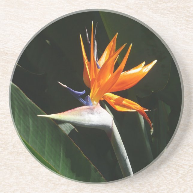 Fjäder från Paradise Orange Tropical Flower Underlägg (Framsidan)