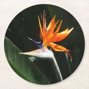 Fjäder från Paradise Orange Tropical Flower Underlägg Papper Rund