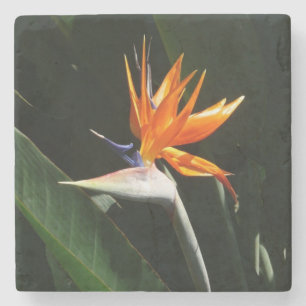Fjäder från Paradise Orange Tropical Flower Underlägg Sten