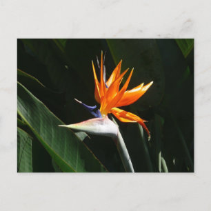 Fjäder från Paradise Orange Tropical Flower Vykort