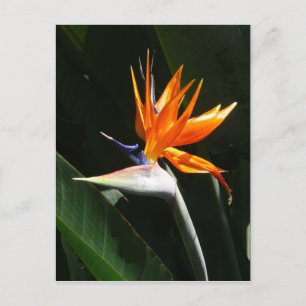 Fjäder från Paradise Orange Tropical Flower Vykort